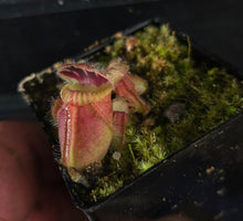 Load image into Gallery viewer, Cephalotus follicularis Albany Pitcher Plant (unknown clone)
