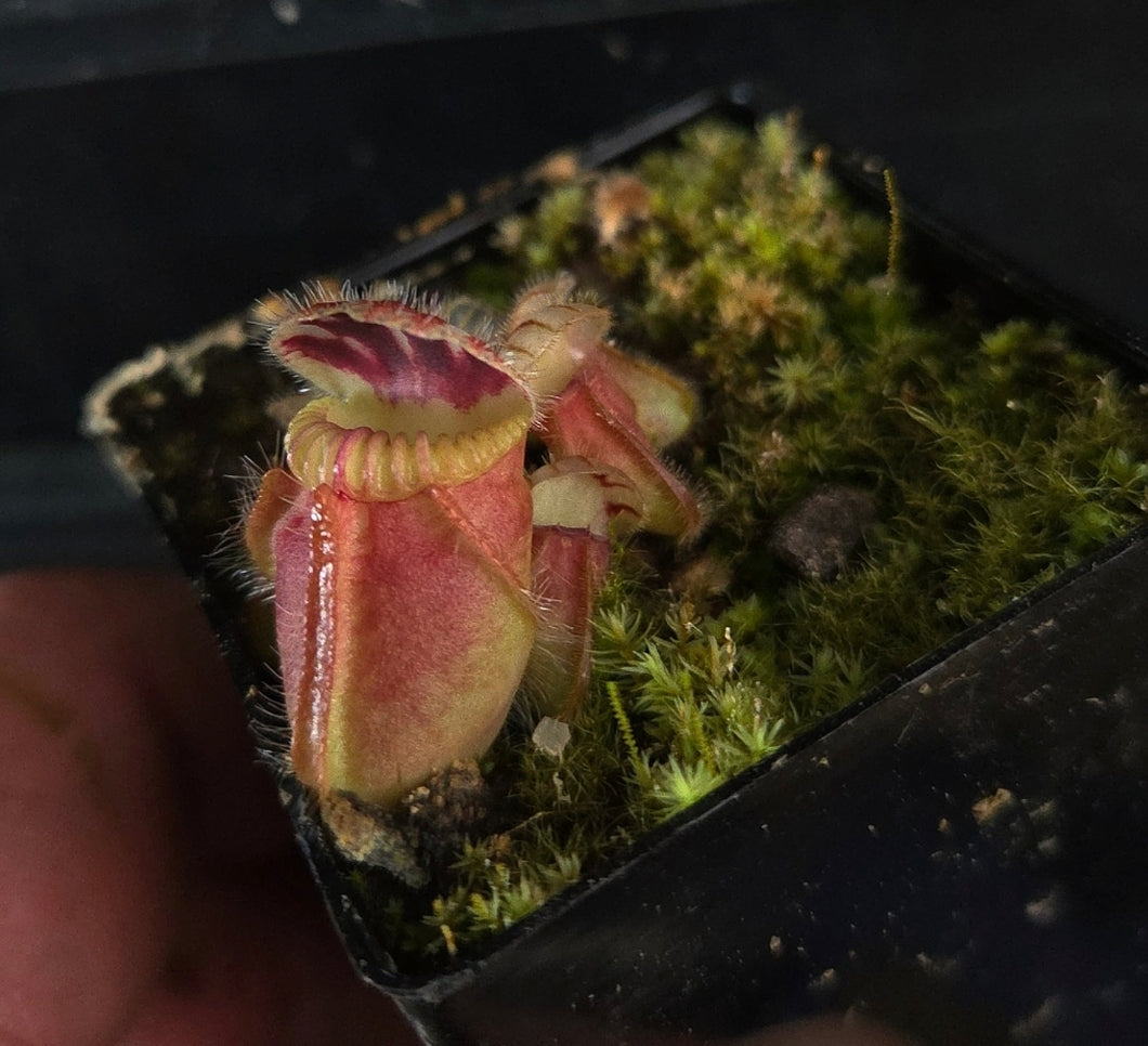 Cephalotus follicularis Albany Pitcher Plant (unknown clone)