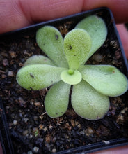 Load image into Gallery viewer, Pinguicula agnata Lagunda
