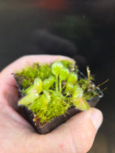 Load image into Gallery viewer, Cephalotus follicularis Albany Pitcher Plant DMV781 (P36)
