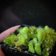 Load image into Gallery viewer, Cephalotus follicularis Albany Pitcher Plant DMV781 (P35)
