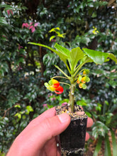 Load image into Gallery viewer, Impatiens niamniamensis congo cockatoo

