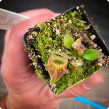 Load image into Gallery viewer, Cephalotus follicularis Albany Pitcher Plant DMV781 (P1)
