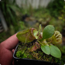 Load image into Gallery viewer, Cephalotus follicularis Albany Pitcher Plant
