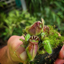 Load image into Gallery viewer, Cephalotus follicularis Albany Pitcher Plant DMV782
