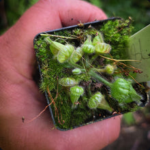 Load image into Gallery viewer, Cephalotus follicularis Albany Pitcher Plant DMV781
