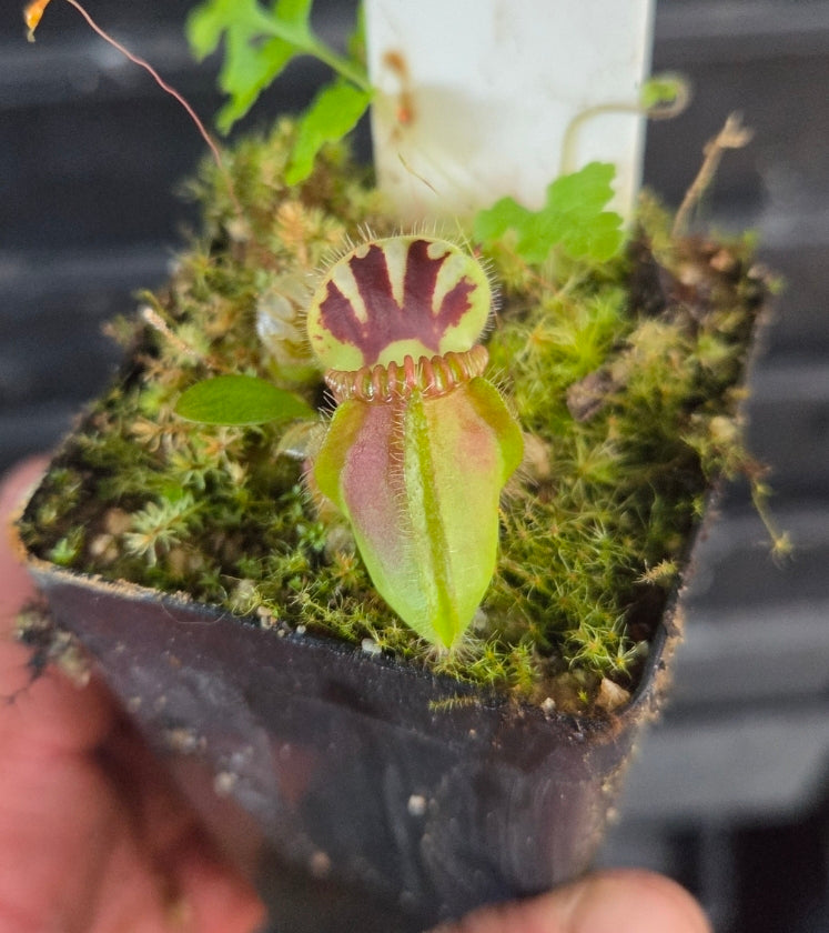 Cephalotus follicularis Albany Pitcher Plant DMV781
