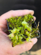 Load image into Gallery viewer, Cephalotus follicularis Albany Pitcher Plant DMV781 (P36)
