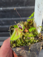 Load image into Gallery viewer, Cephalotus follicularis Albany Pitcher Plant DMV781

