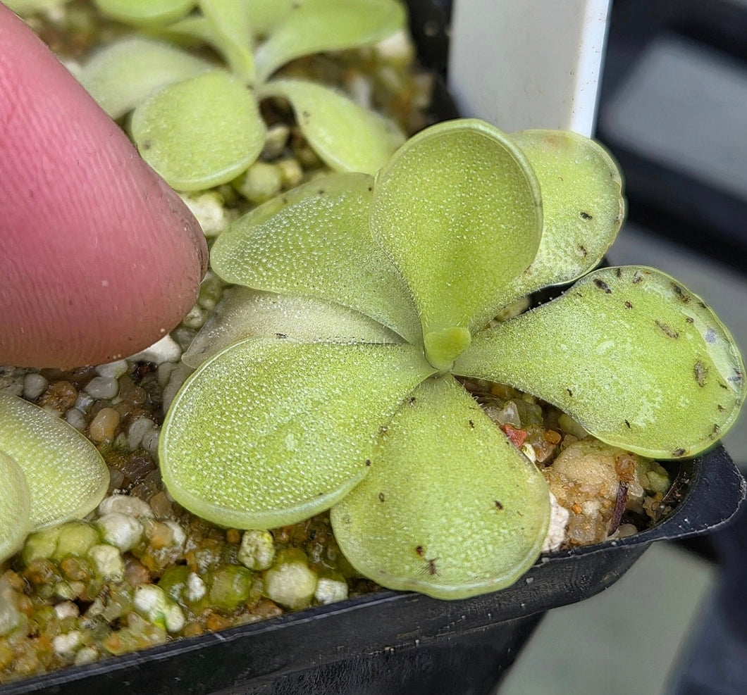Pinguicula rectifolia x Pinguicula cyclosecta DMV1748