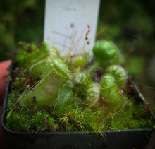 Load image into Gallery viewer, Cephalotus follicularis Albany Pitcher Plant DMV781
