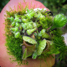 Load image into Gallery viewer, Cephalotus follicularis Albany Pitcher Plant DMV781
