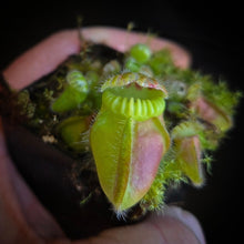 Load image into Gallery viewer, Cephalotus follicularis Albany Pitcher Plant DMV781 (P39)
