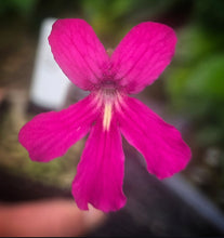 Load image into Gallery viewer, Pinguicula laueana (sp maz?)DMV834
