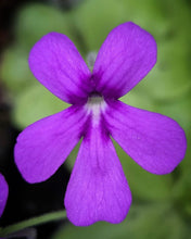 Load image into Gallery viewer, Pinguicula rectifolia x Pinguicula cyclosecta DMV1744
