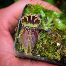 Load image into Gallery viewer, Cephalotus follicularis Albany Pitcher Plant DMV782
