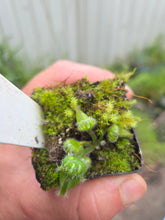 Load image into Gallery viewer, Cephalotus follicularis Albany Pitcher Plant DMV781
