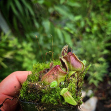 Load image into Gallery viewer, Cephalotus follicularis Albany Pitcher Plant DMV782
