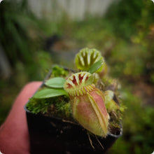 Load image into Gallery viewer, Cephalotus follicularis Albany Pitcher Plant
