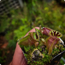 Load image into Gallery viewer, Cephalotus follicularis Albany Pitcher Plant
