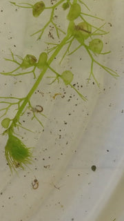 Utricularia australis DMV147 Bladderwort