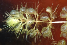 Load image into Gallery viewer, Aldrovanda vesiculosa
