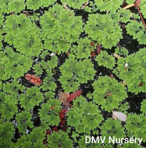 Azolla filiculoides