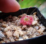 Drosera microscapa