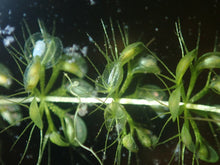 Load image into Gallery viewer, Aldrovanda vesiculosa
