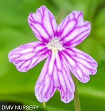 Load image into Gallery viewer, Pinguicula emarginata x moranensis superba
