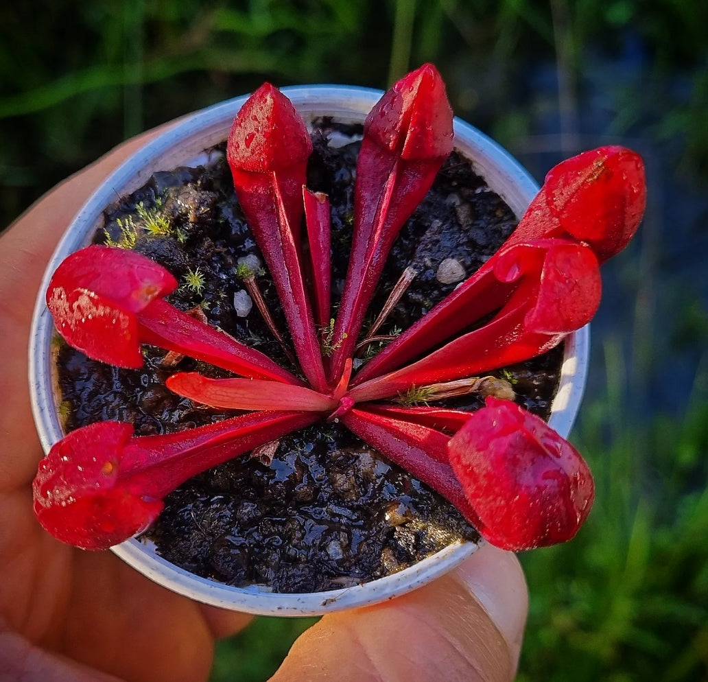 Sarracenia purpurea x S. psittacina hybrid – DMV Nursery and Gardens