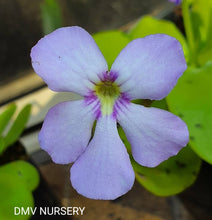 Load image into Gallery viewer, Pinguicula x Gina
