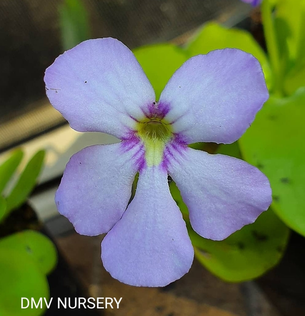 Pinguicula x Gina