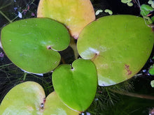 Load image into Gallery viewer, Hydrocharis dubia Native Frogbit
