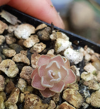 Load image into Gallery viewer, Pinguicula ehlersiae
