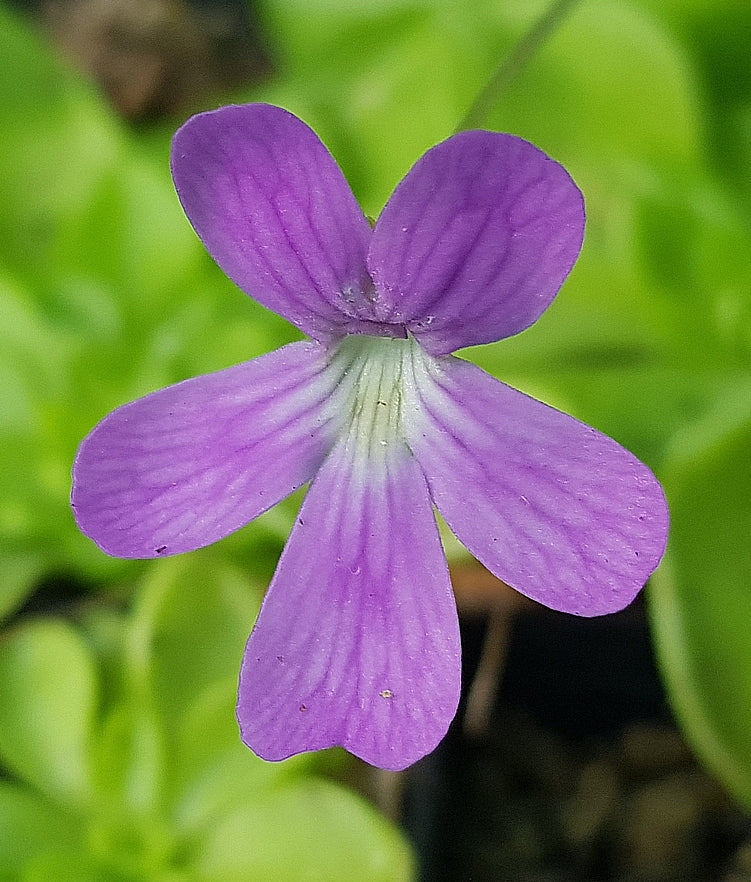 Pinguicula Emarginata x Weser Butterwort