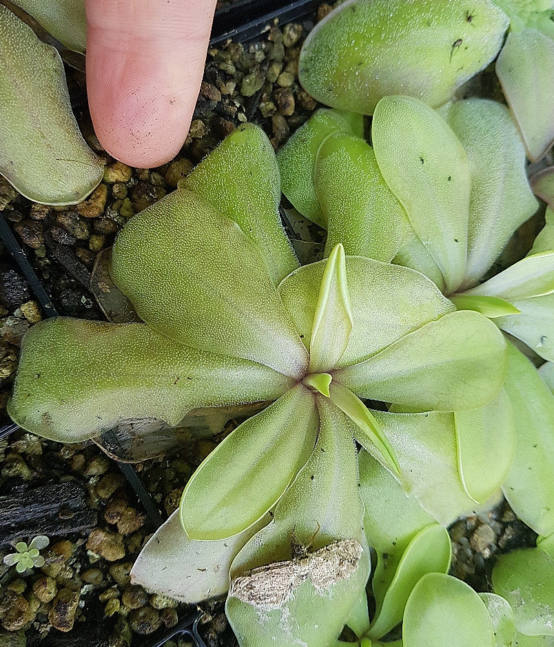 Pinguicula emarginata x moranensis superba