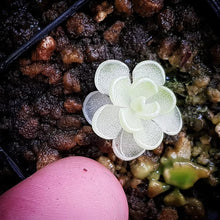 Load image into Gallery viewer, Pinguicula ehlersiae
