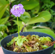 Load image into Gallery viewer, Pinguicula primuliflora var rosea
