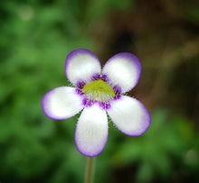 Load image into Gallery viewer, Pinguicula agnata Lagunda
