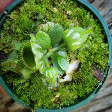 Load image into Gallery viewer, Copy of Cephalotus follicularis Albany Pitcher Plant DMV151

