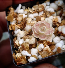 Load image into Gallery viewer, Pinguicula ehlersiae

