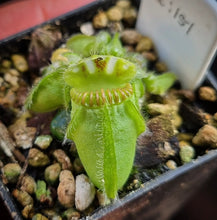 Load image into Gallery viewer, Copy of Cephalotus follicularis Albany Pitcher Plant DMV151
