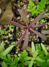 Load image into Gallery viewer, Pinguicula &#39;Down Under&#39;
