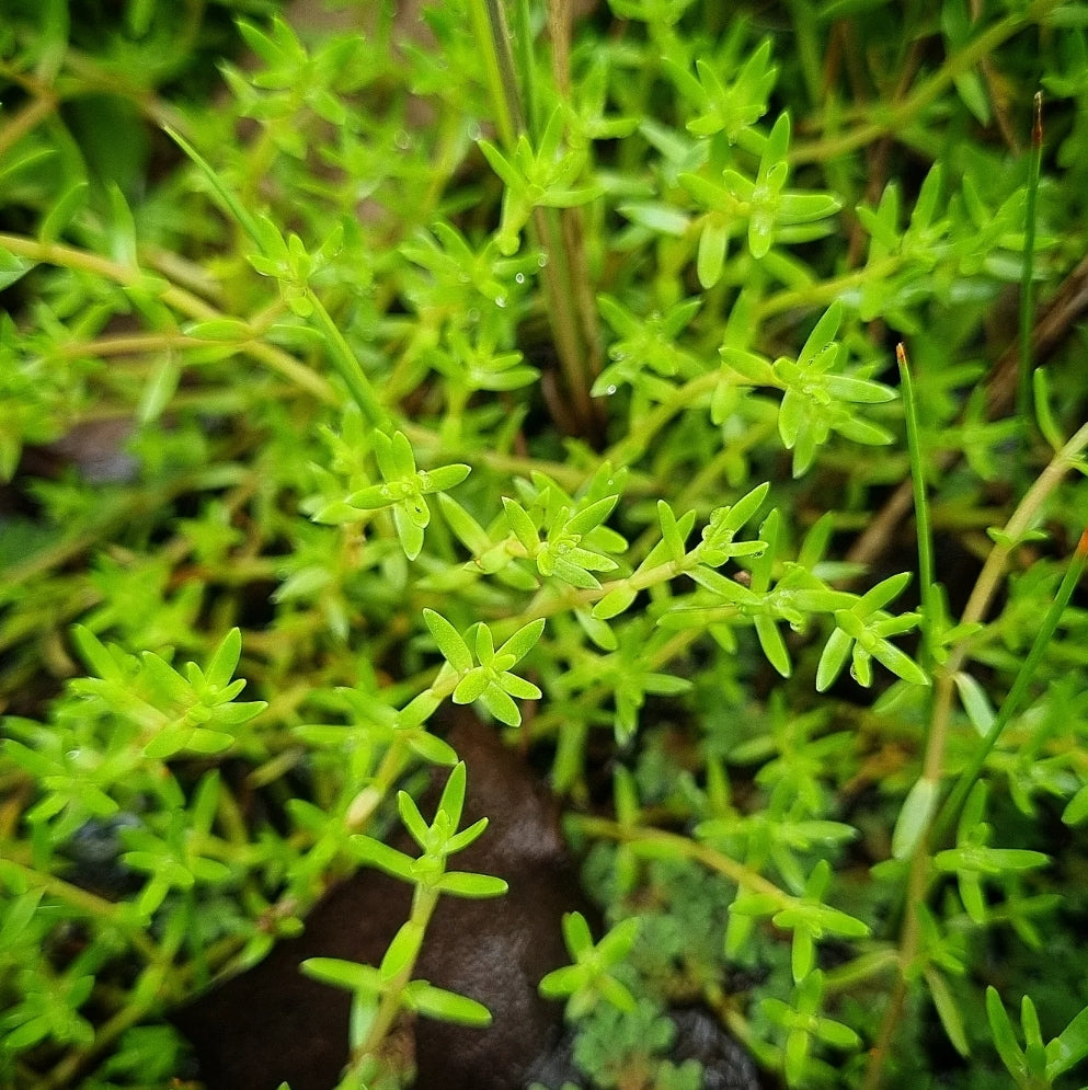 Crassula helmsii - Swamp Stone Crop - Starwort