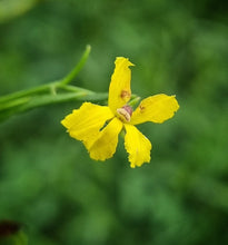 Load image into Gallery viewer, Goodenia humilis Swamp Goodenia
