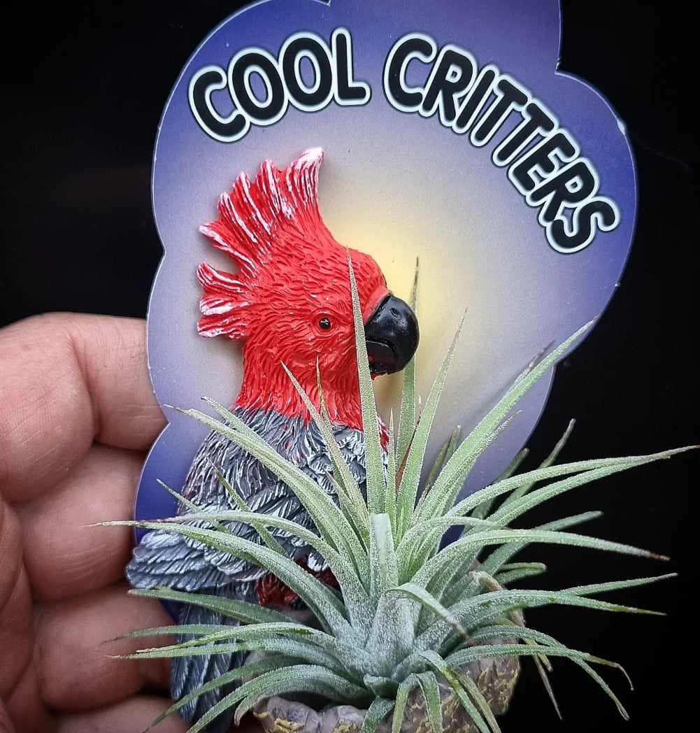 Fridge Magnet Air Plant Gang Gang Cockatoo