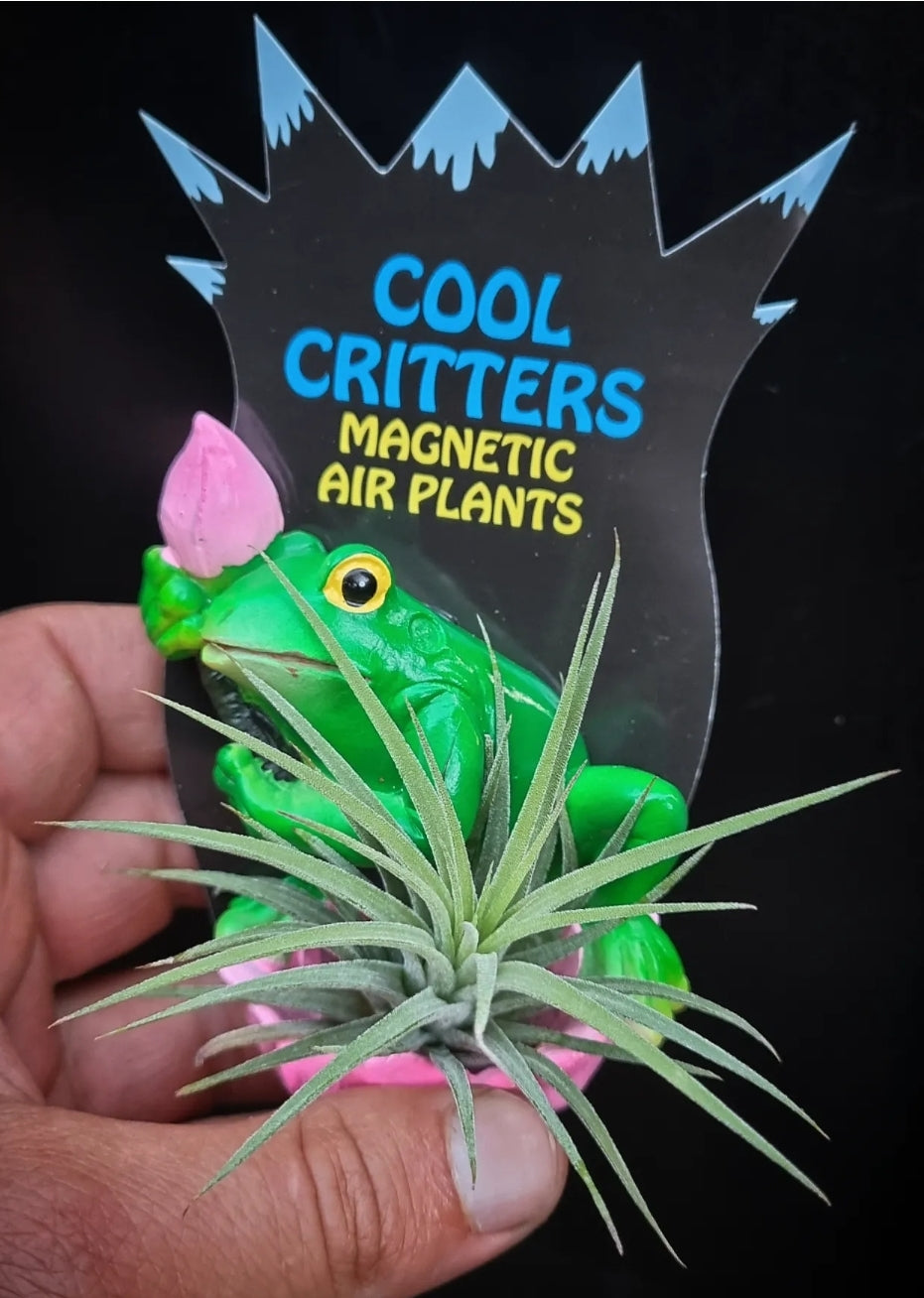 Fridge Magnet Air Plant Tree Frog