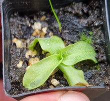 Load image into Gallery viewer, Pinguicula primuliflora var rosea
