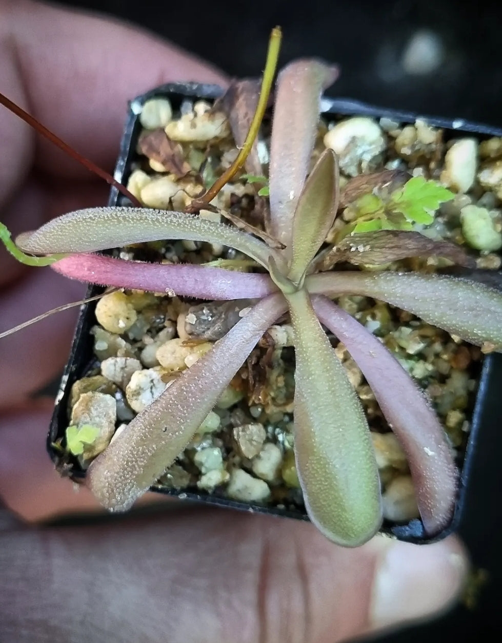 Pinguicula 'Down Under'